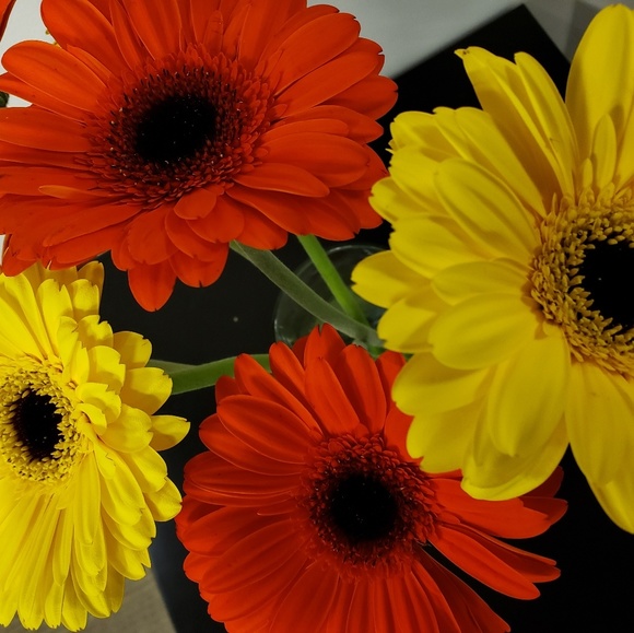 Meet your Posher, Daniel - Picture 1 of 1